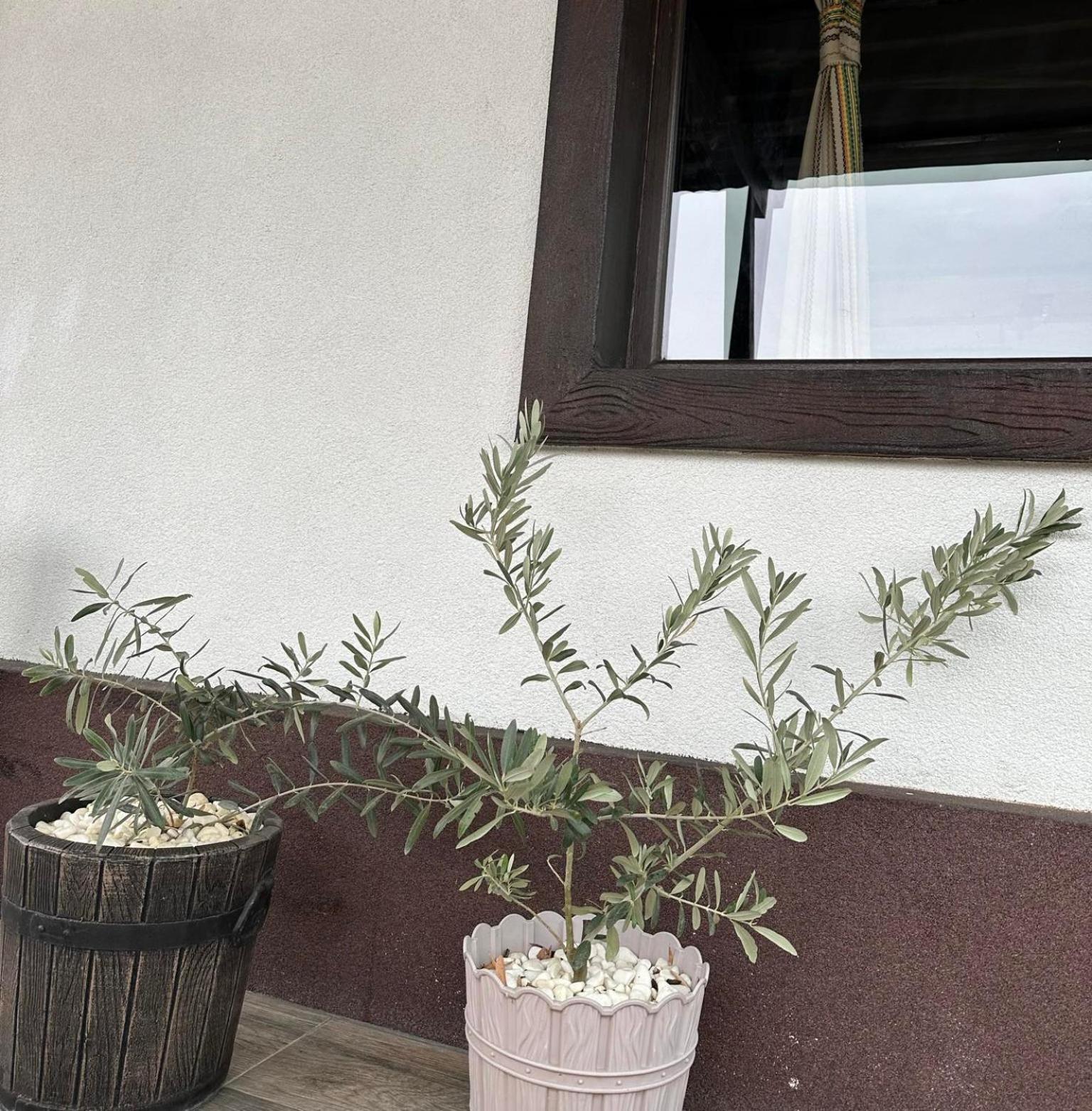 Бялата Къща Hotel Chakalarovo Buitenkant foto